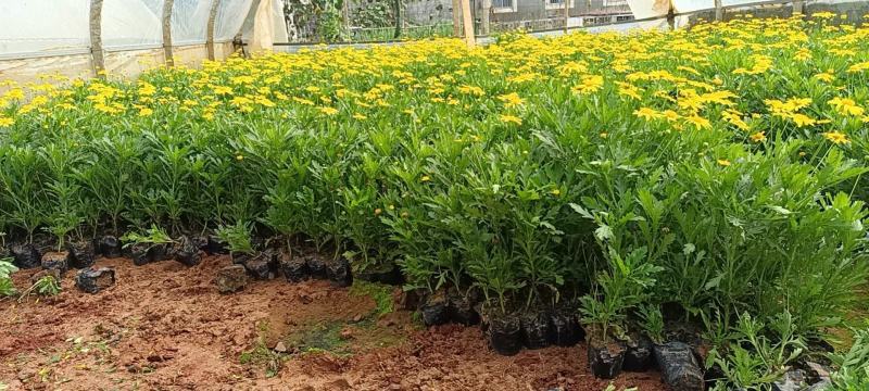 四川成都温江出售大量精品木春菊绿化木春菊