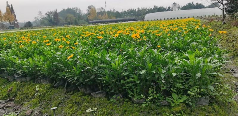 四川成都温江出售大量精品木春菊绿化木春菊