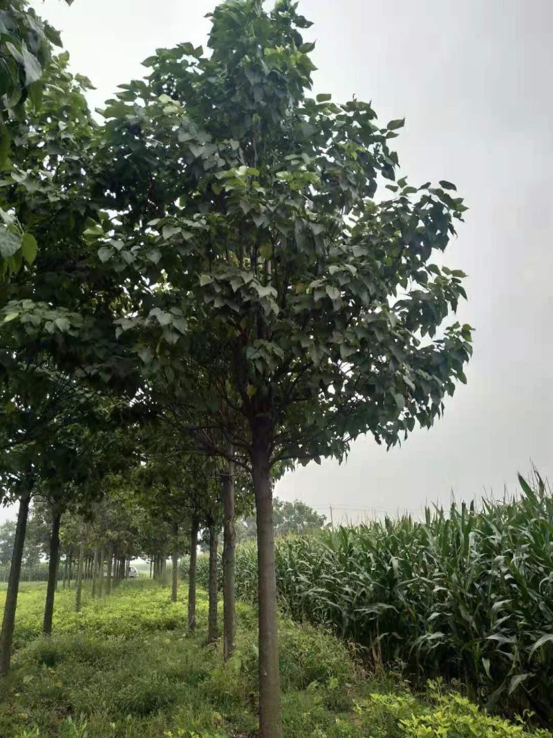 楸树15