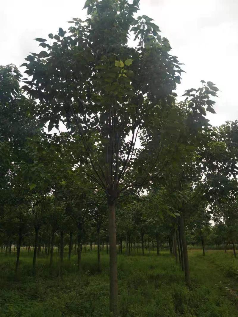 楸树15