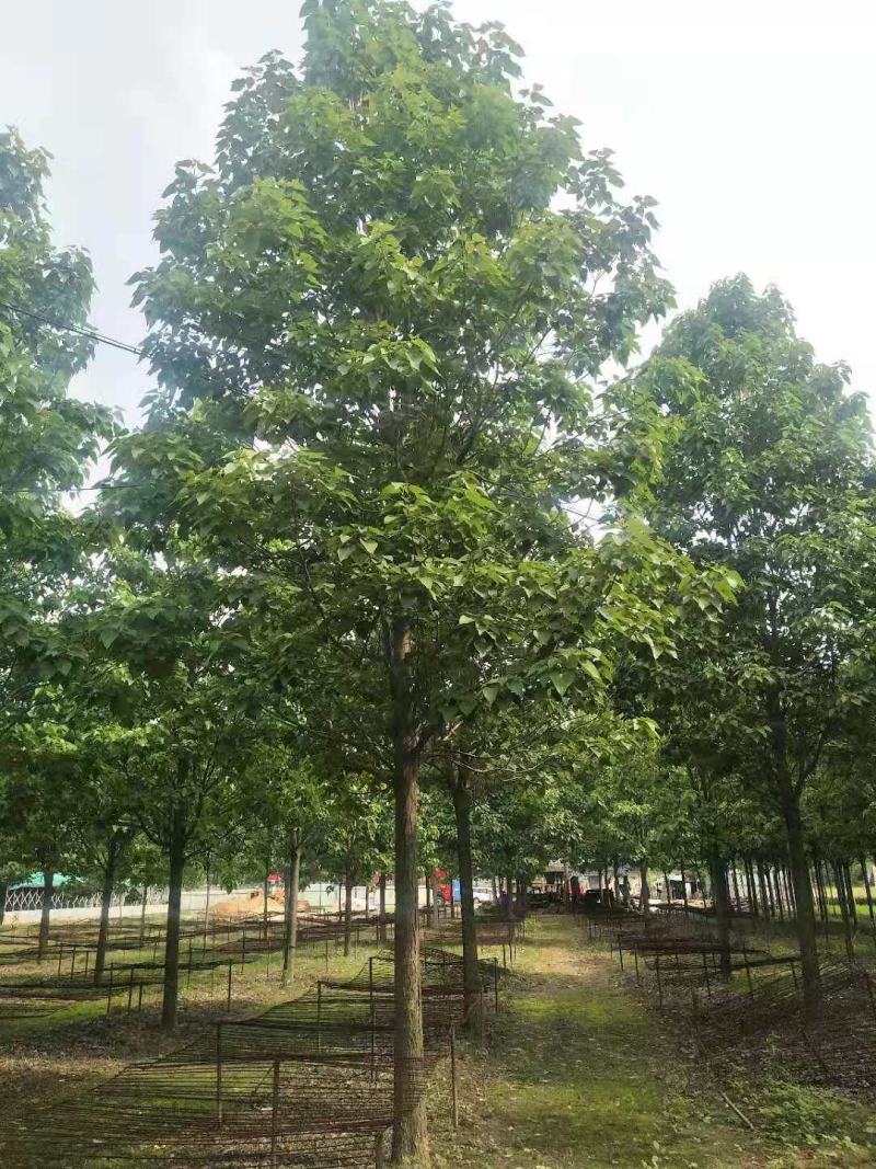 楸树15