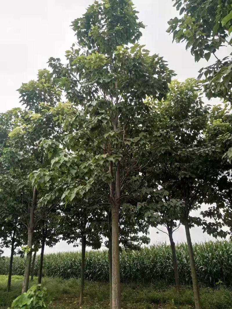楸树15