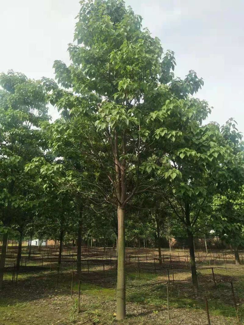 楸树15