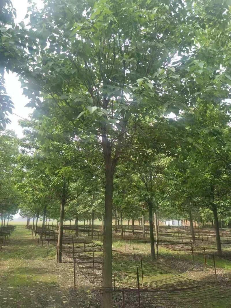 楸树15