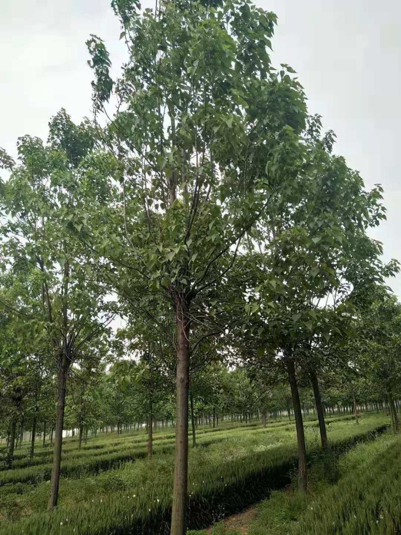楸树15