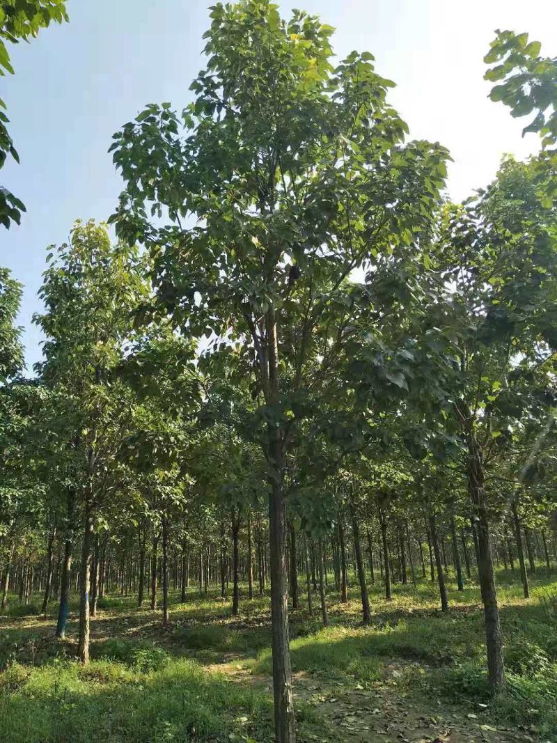 楸树15