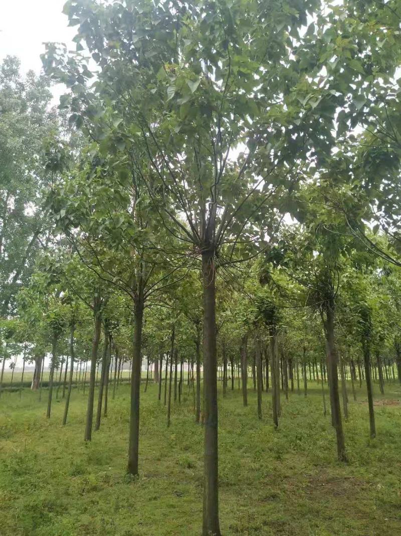 楸树15