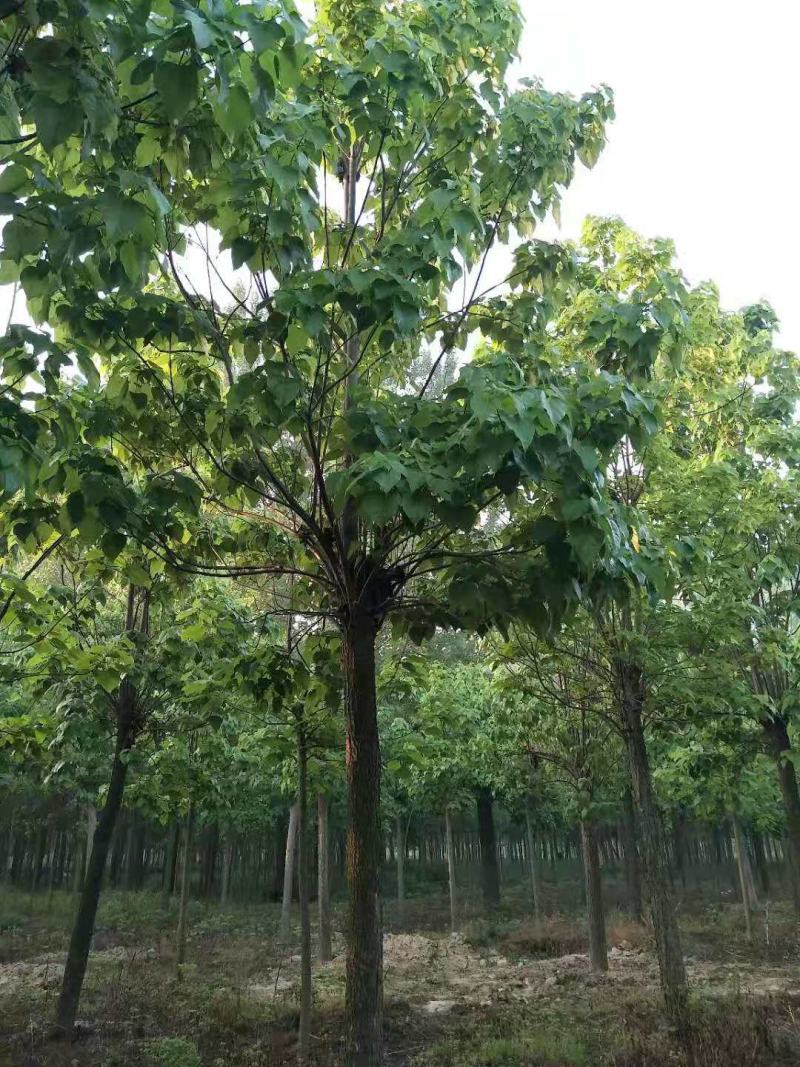 楸树15