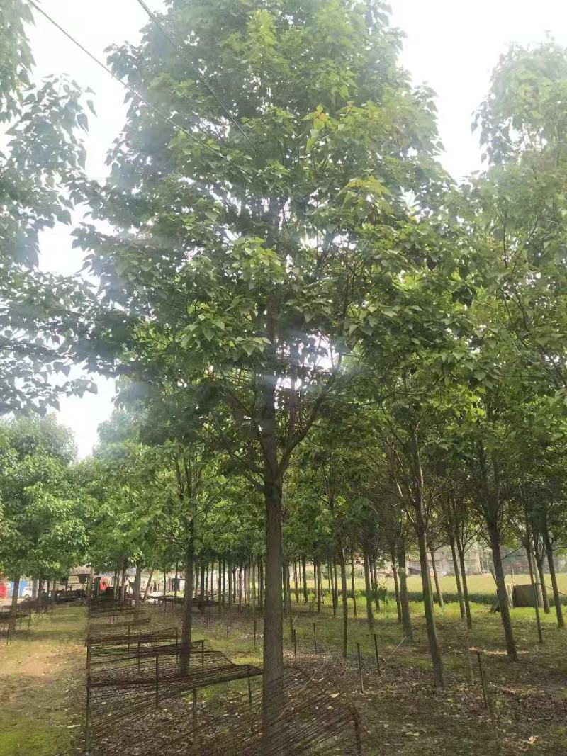楸树15