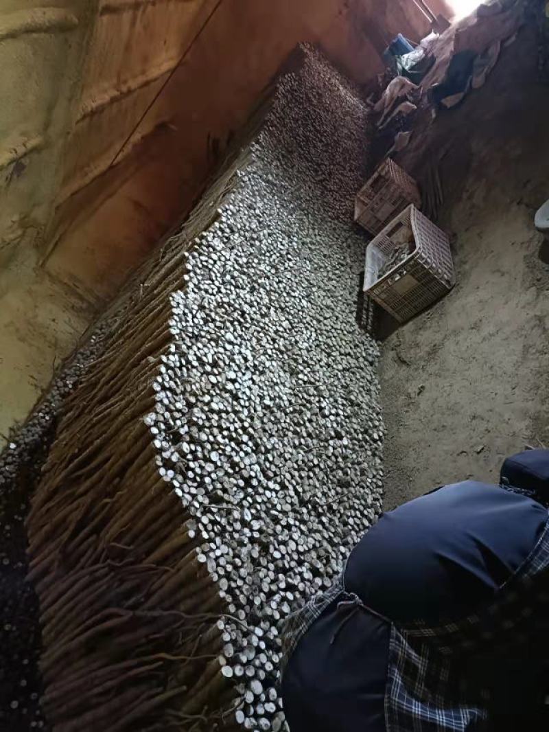 铁棍山药适合加工厂