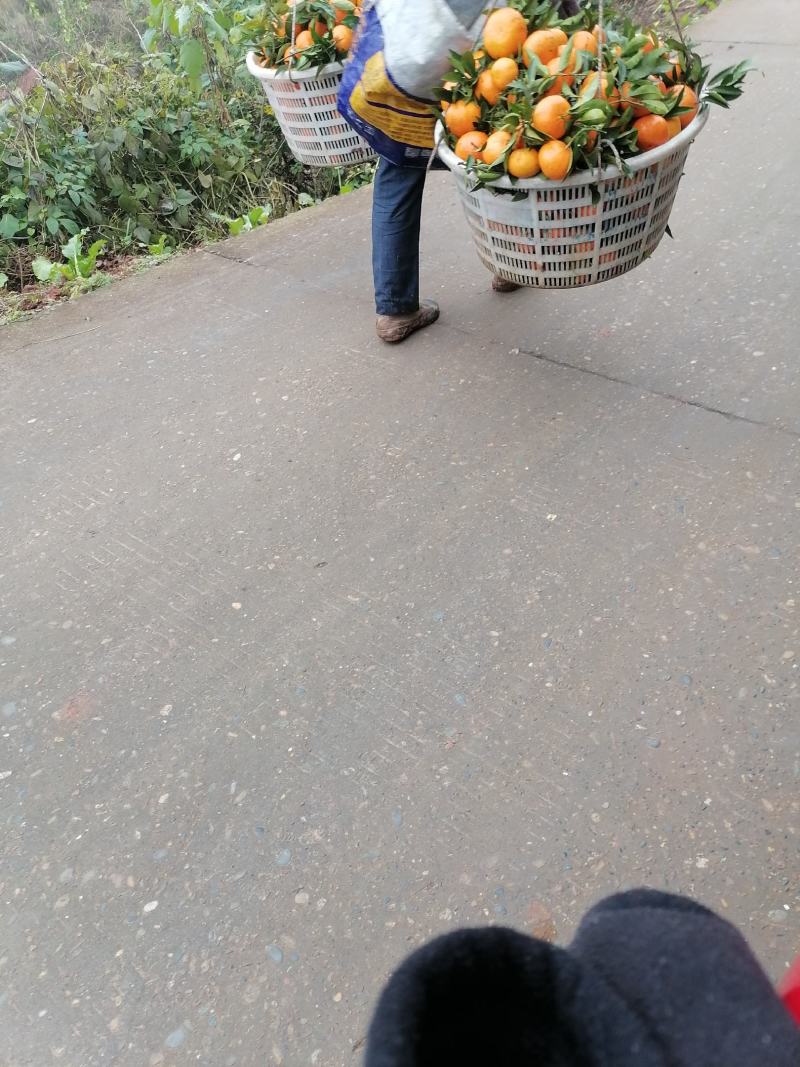 彭山区的寿柑也是主产之一，它又名玫瑰香柑也叫红柑