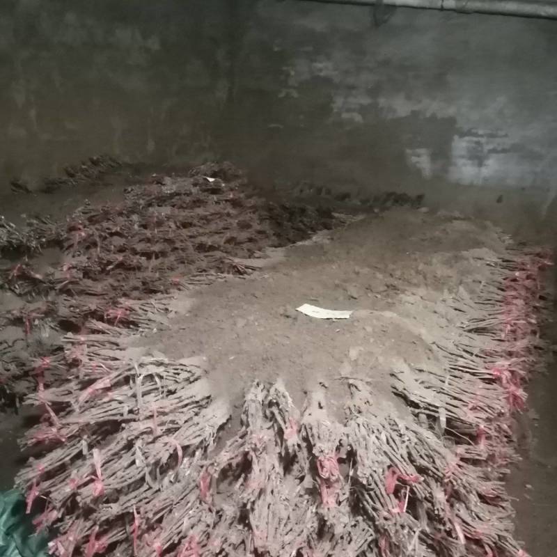 家林葡萄苗繁育合作社