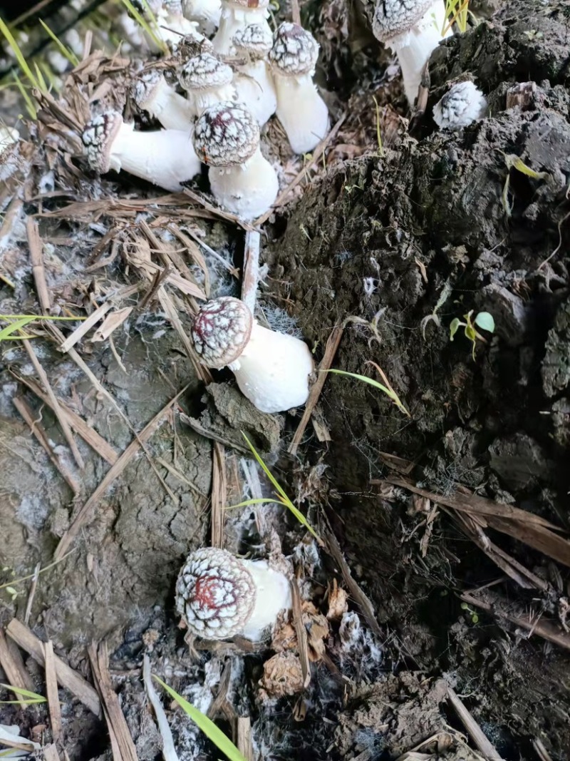 【精选】大球盖菇大量上市产地直发一手货源量大优惠