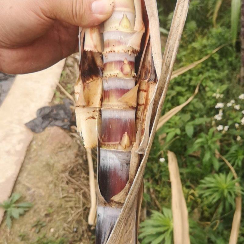 玉林黑皮甘蔗种苗种子自家培育一代种苗包成活产量高全国接单价低