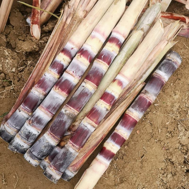 玉林黑皮甘蔗种苗种子自家培育一代种苗包成活产量高全国接单价低
