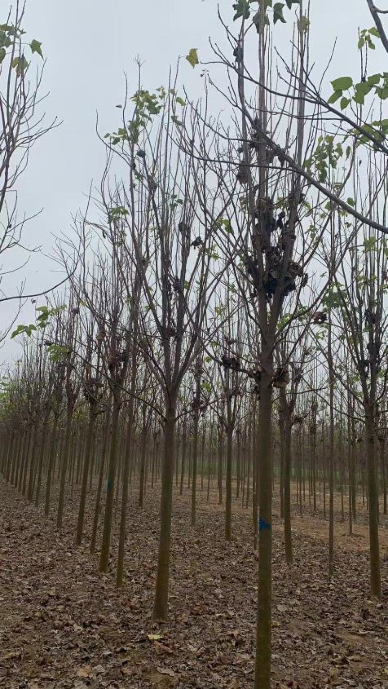 楸树10公分