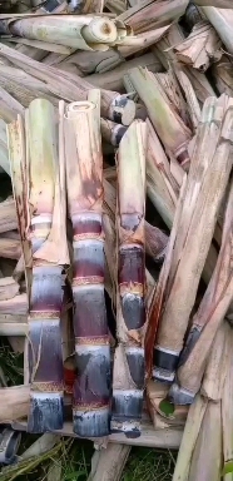 玉林黑皮甘蔗种苗种子自家培育一代种苗包成活产量高全国接单价低