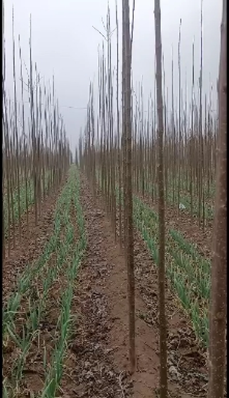 楸树6公分