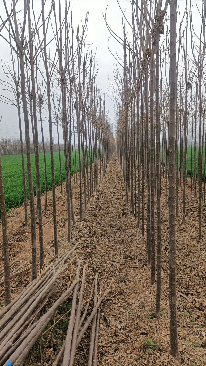 楸树6公分
