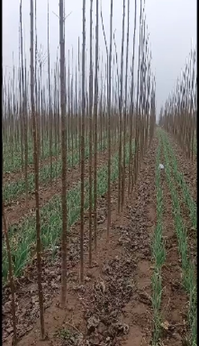 楸树6公分