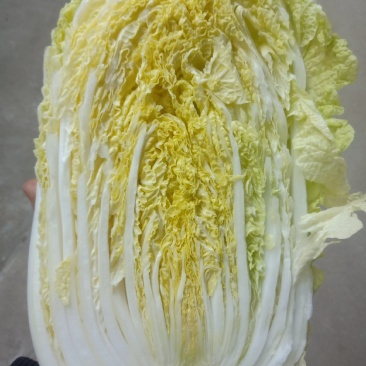 湖北天门黄心大白菜质优价廉