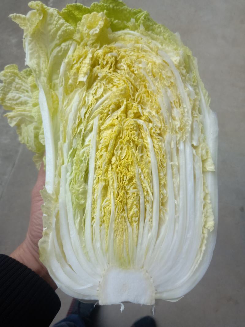 湖北天门黄心大白菜质优价廉