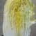 湖北天门黄心大白菜质优价廉