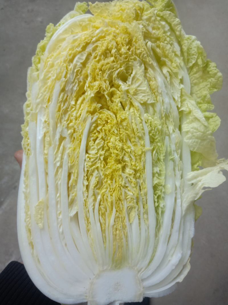 湖北天门黄心大白菜质优价廉