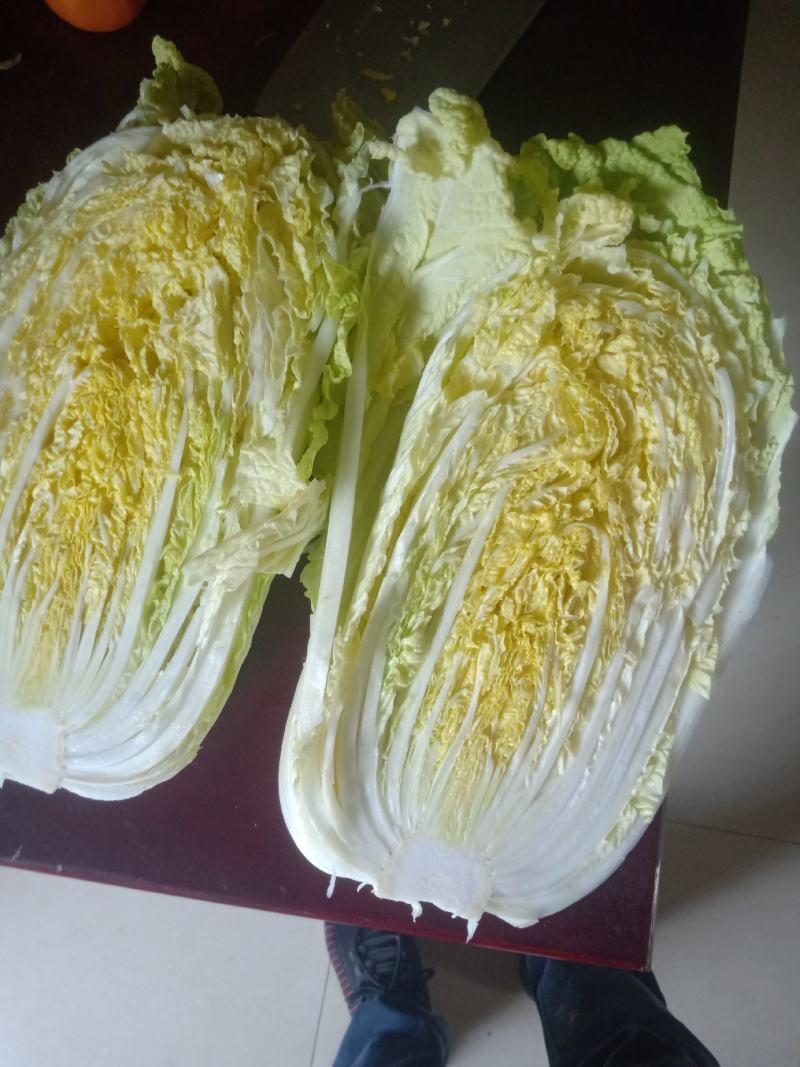湖北天门黄心大白菜质优价廉