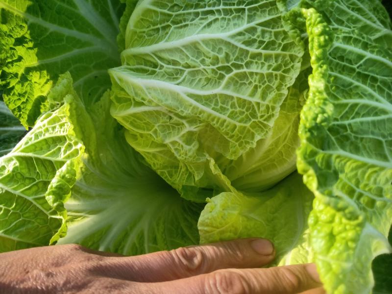 湖北天门黄心大白菜质优价廉