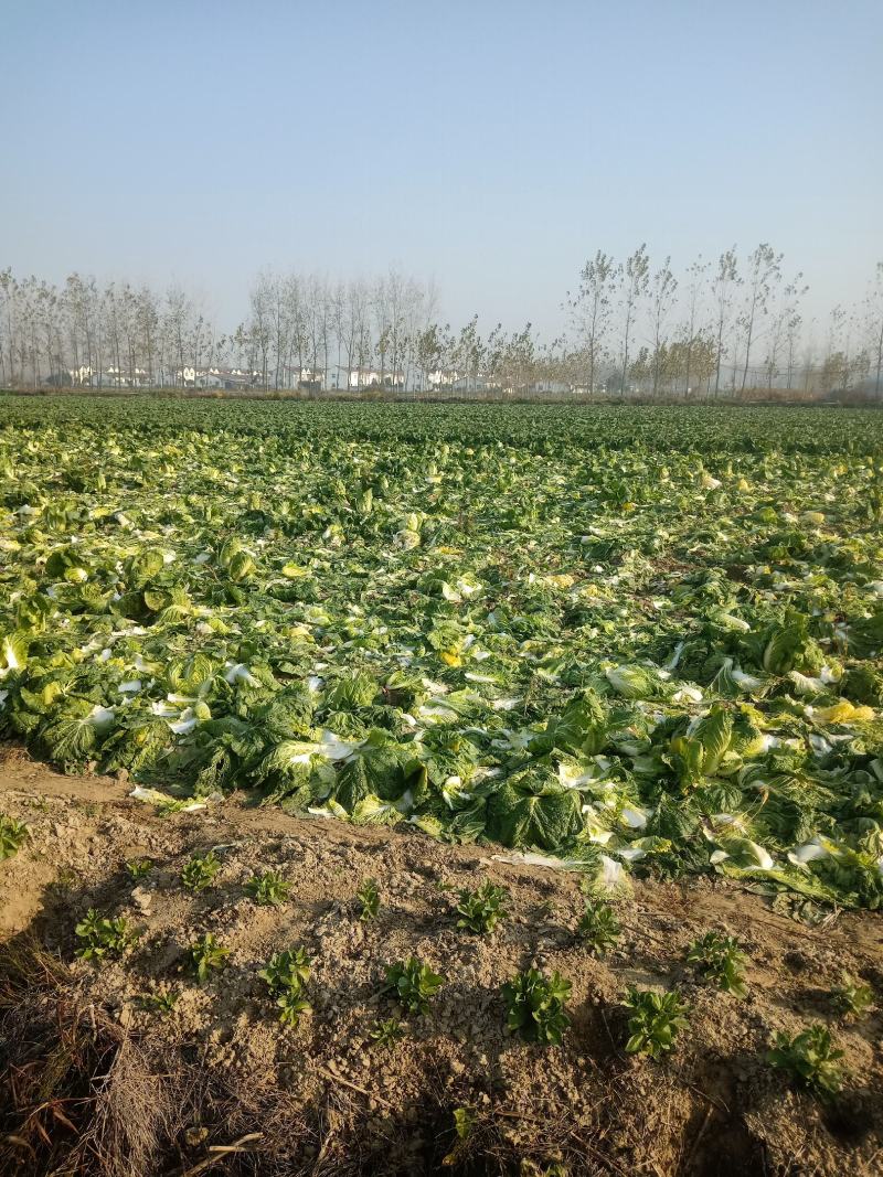 湖北天门黄心大白菜质优价廉