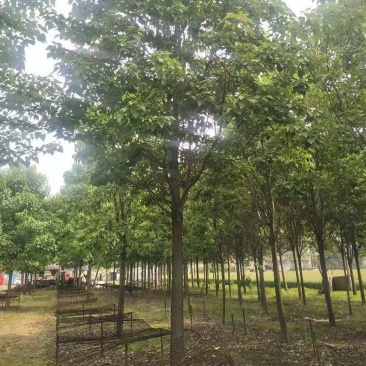 楸树20公分