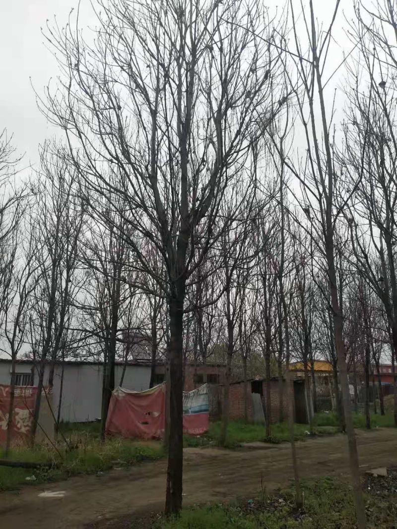 楸树20公分