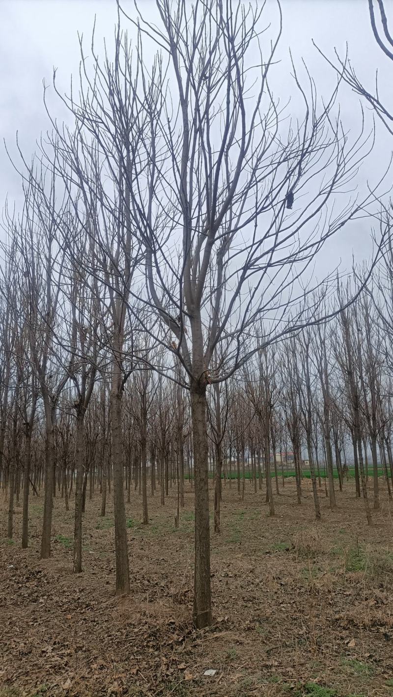 楸树20公分