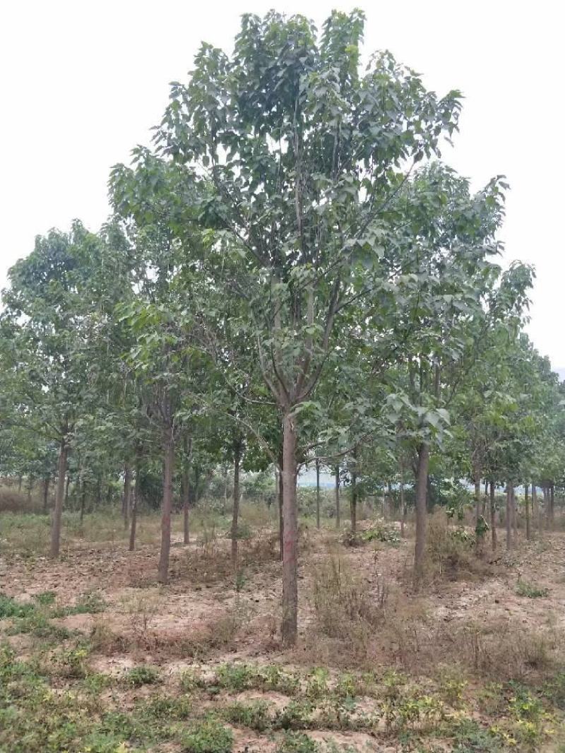 楸树20公分