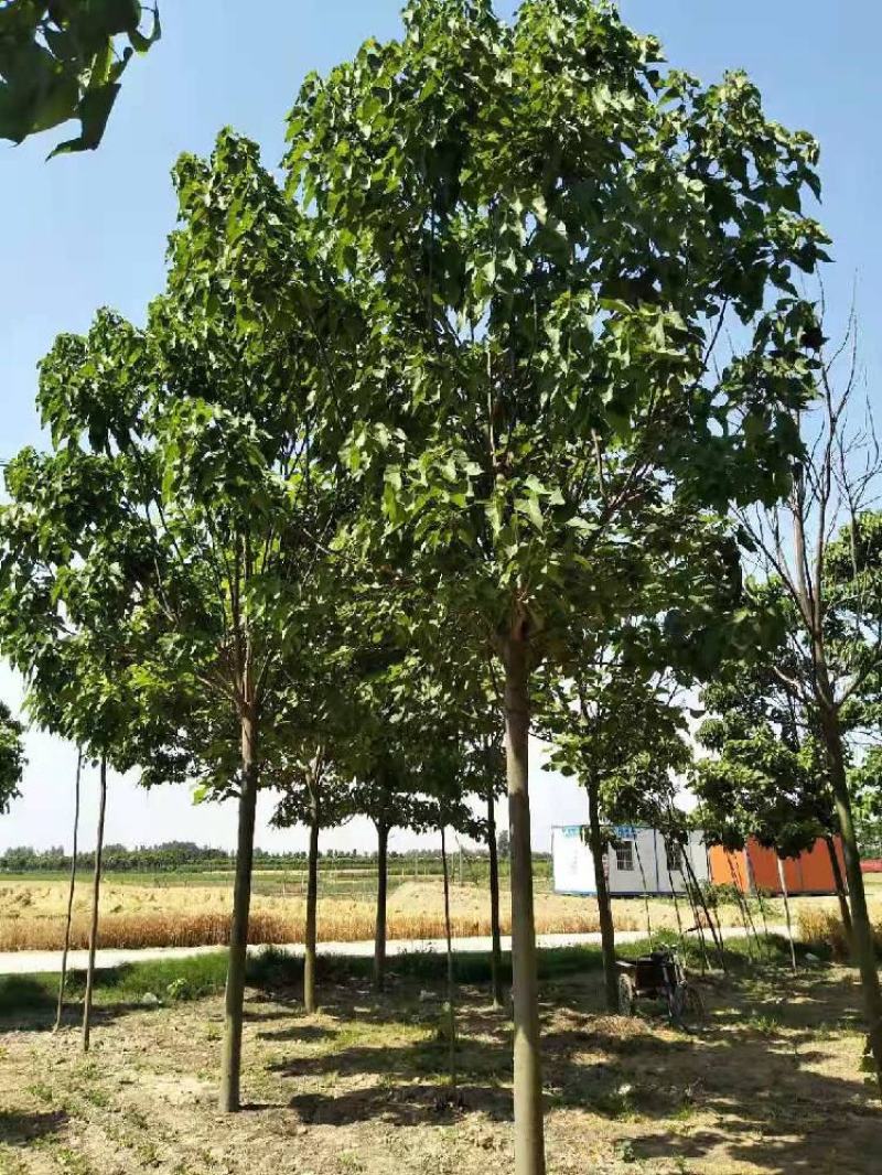 楸树12公分