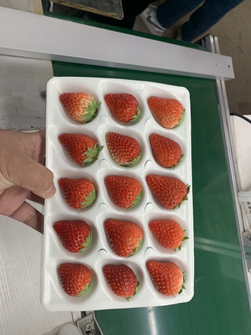 辽宁丹东99草莓红颜草莓奶油草莓市场批发