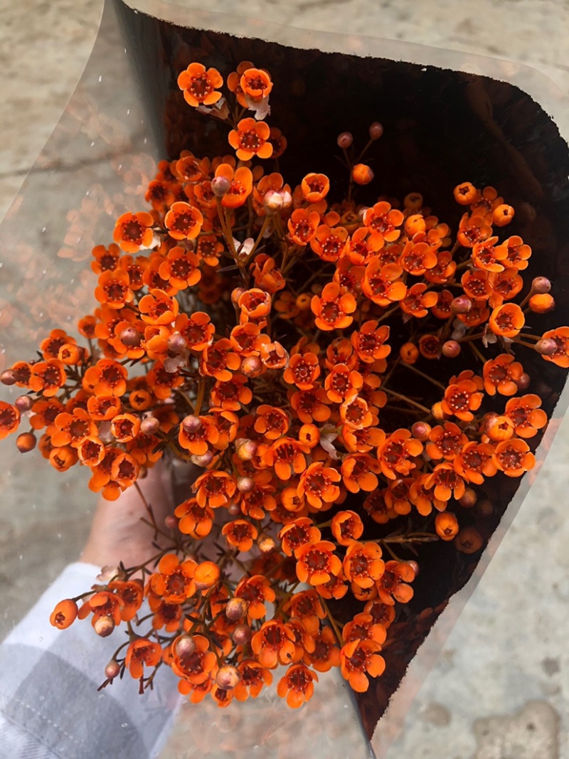 腊梅澳梅鲜切花年宵花批发家用水养鲜花腊梅澳梅颜色齐全