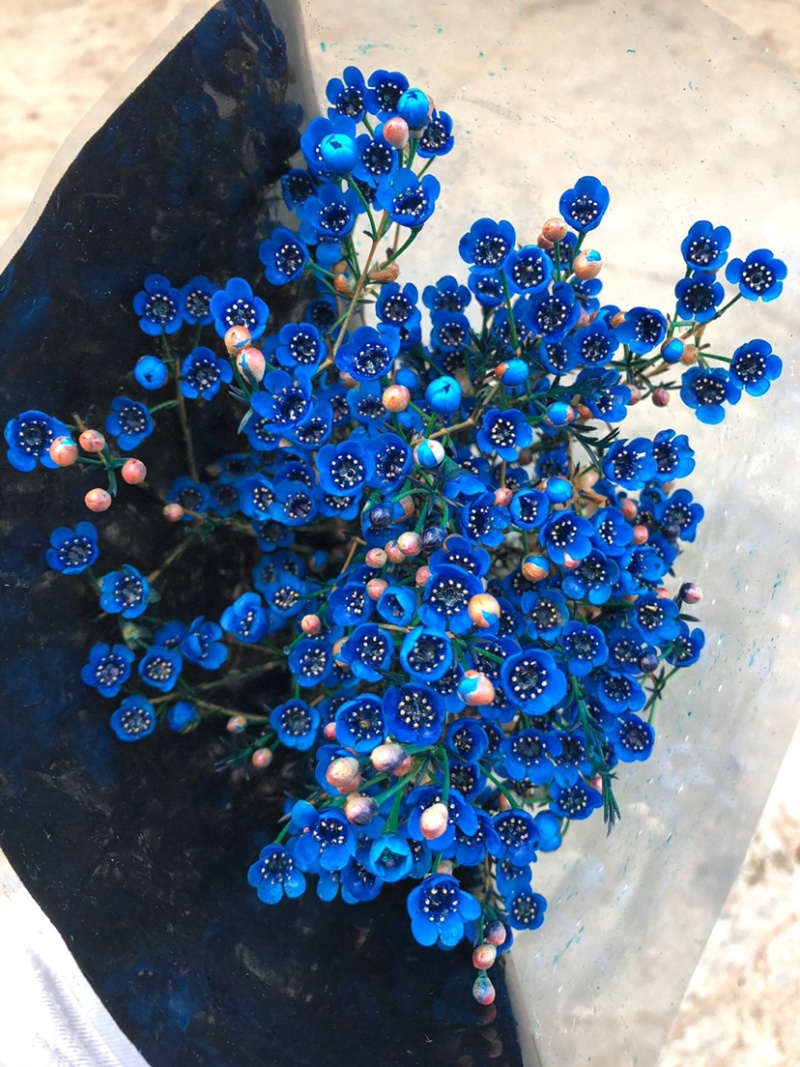 腊梅澳梅鲜切花年宵花批发家用水养鲜花腊梅澳梅颜色齐全