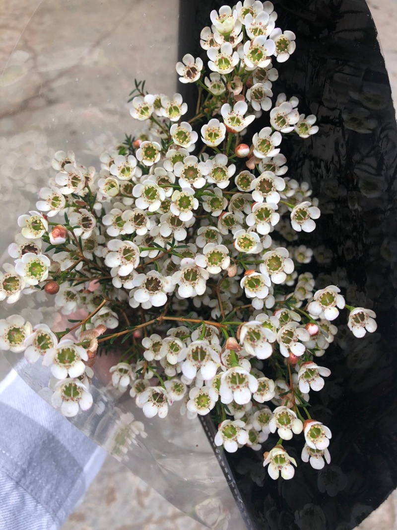 腊梅澳梅鲜切花年宵花批发家用水养鲜花腊梅澳梅颜色齐全