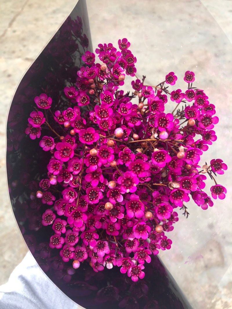 腊梅澳梅鲜切花年宵花批发家用水养鲜花腊梅澳梅颜色齐全