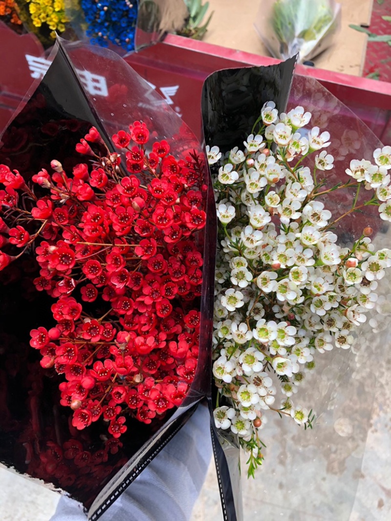腊梅澳梅鲜切花年宵花批发家用水养鲜花腊梅澳梅颜色齐全