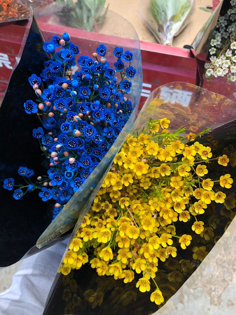 腊梅澳梅鲜切花年宵花批发家用水养鲜花腊梅澳梅颜色齐全