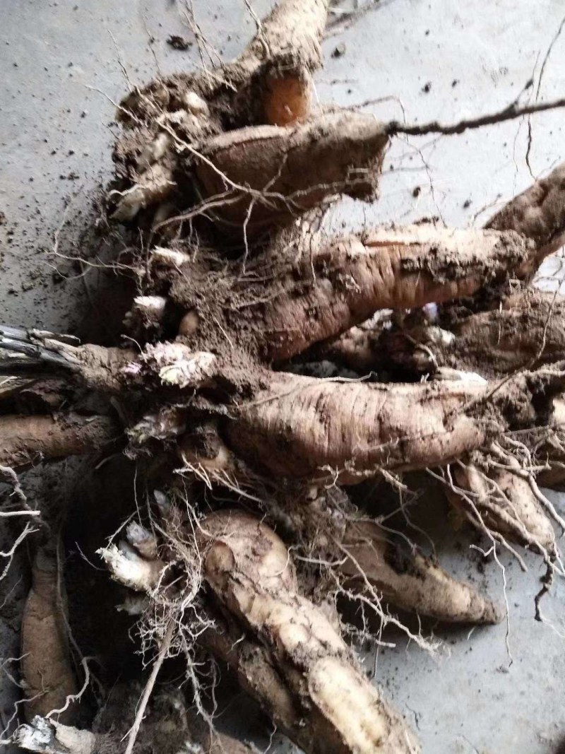 玄参芽玄参种苗玄参苗玄参芽头玄参种芽