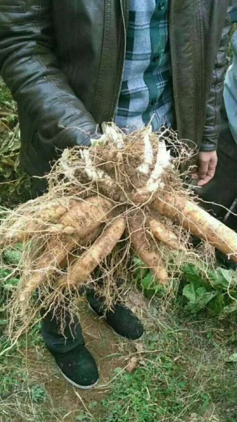 玄参芽玄参种苗玄参苗玄参芽头玄参种芽