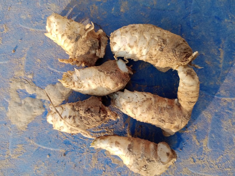玄参芽玄参种苗玄参苗玄参芽头玄参种芽
