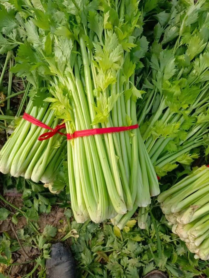 河南，芹菜，中小棵芹，中棵，断头芹，电商直共，大量有货