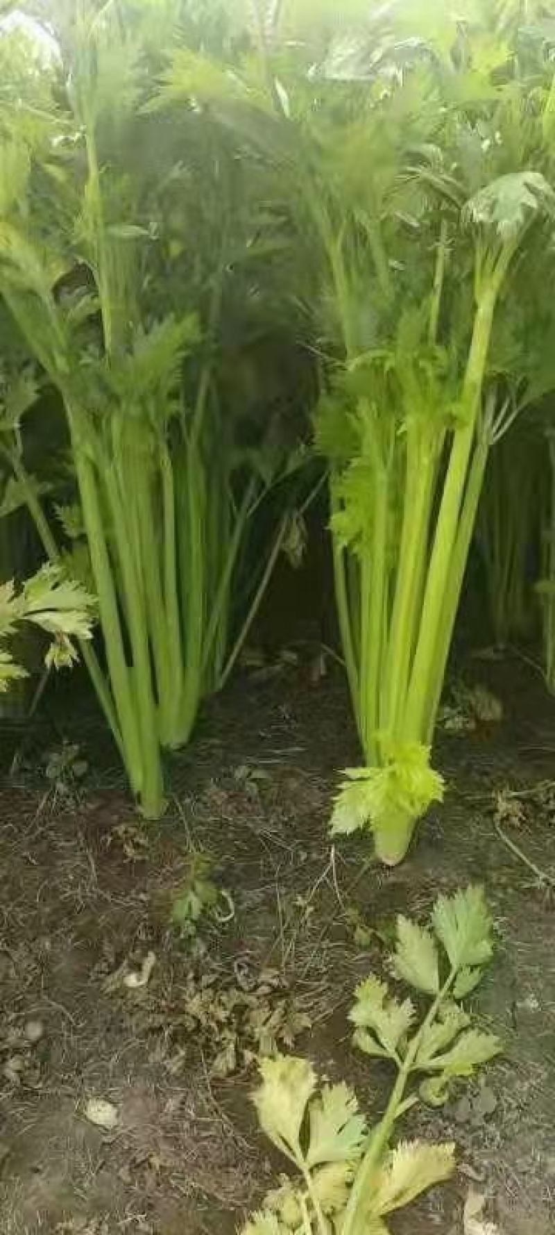 河南，芹菜，中小棵芹，中棵，断头芹，电商直共，大量有货