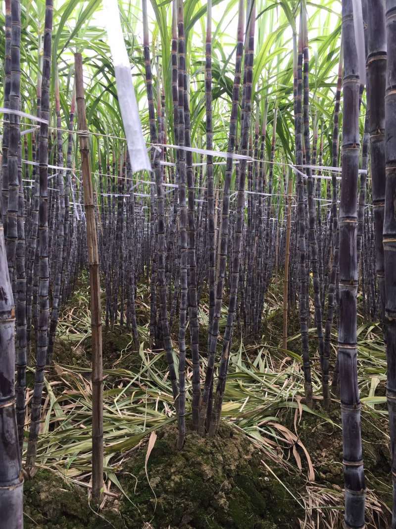甘蔗，黑皮甘蔗，万亩甘蔗基地亿吨供市