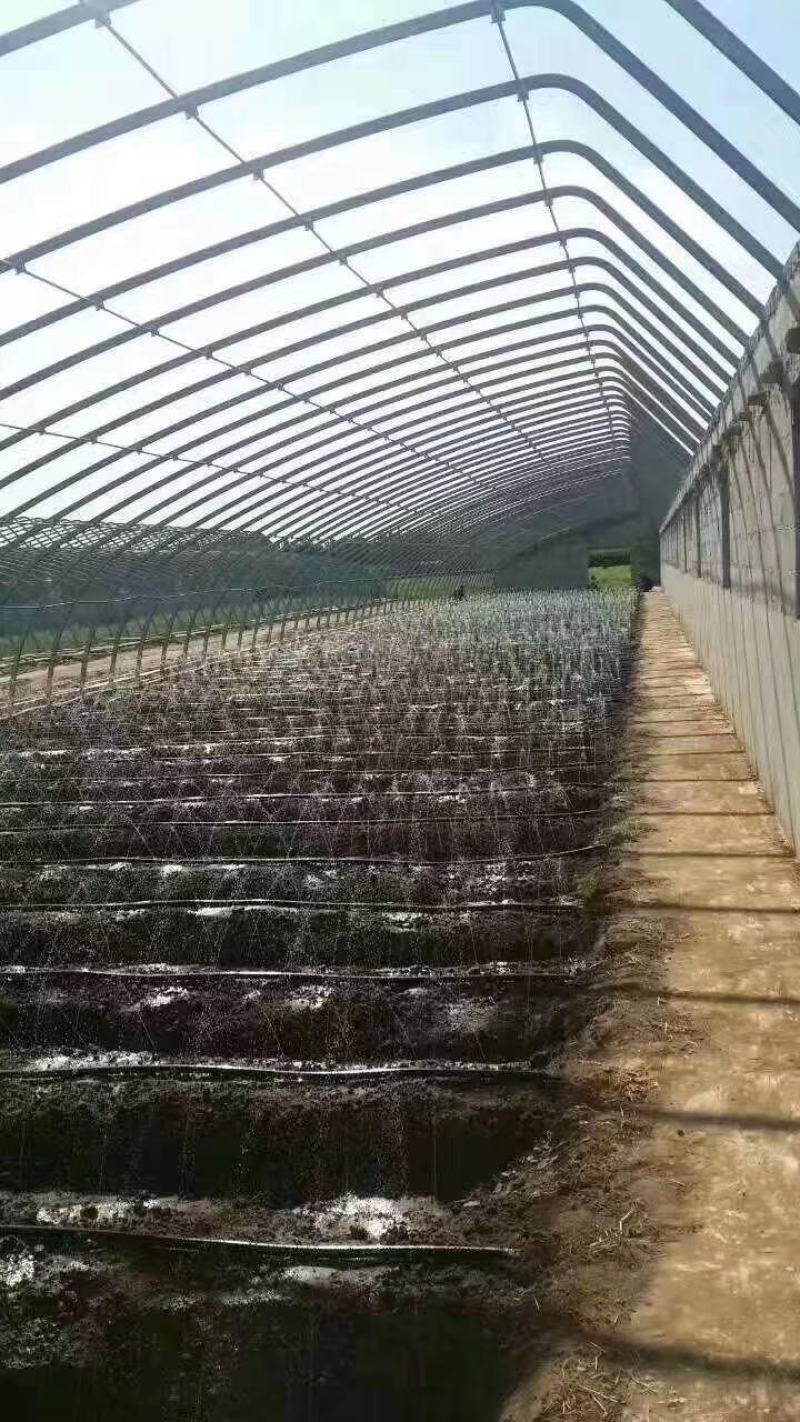 一寸微喷带两孔三孔五孔